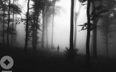 Most Investors Can’t See the Forest or the Trees
